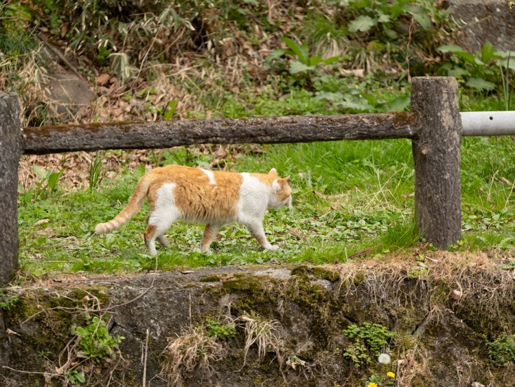 もう1匹発見！　中庭を自由に歩き回っています。