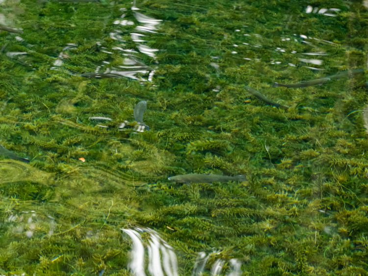 自然あふれる釣り堀らしく水が透き通っていて魚がよく見えます。