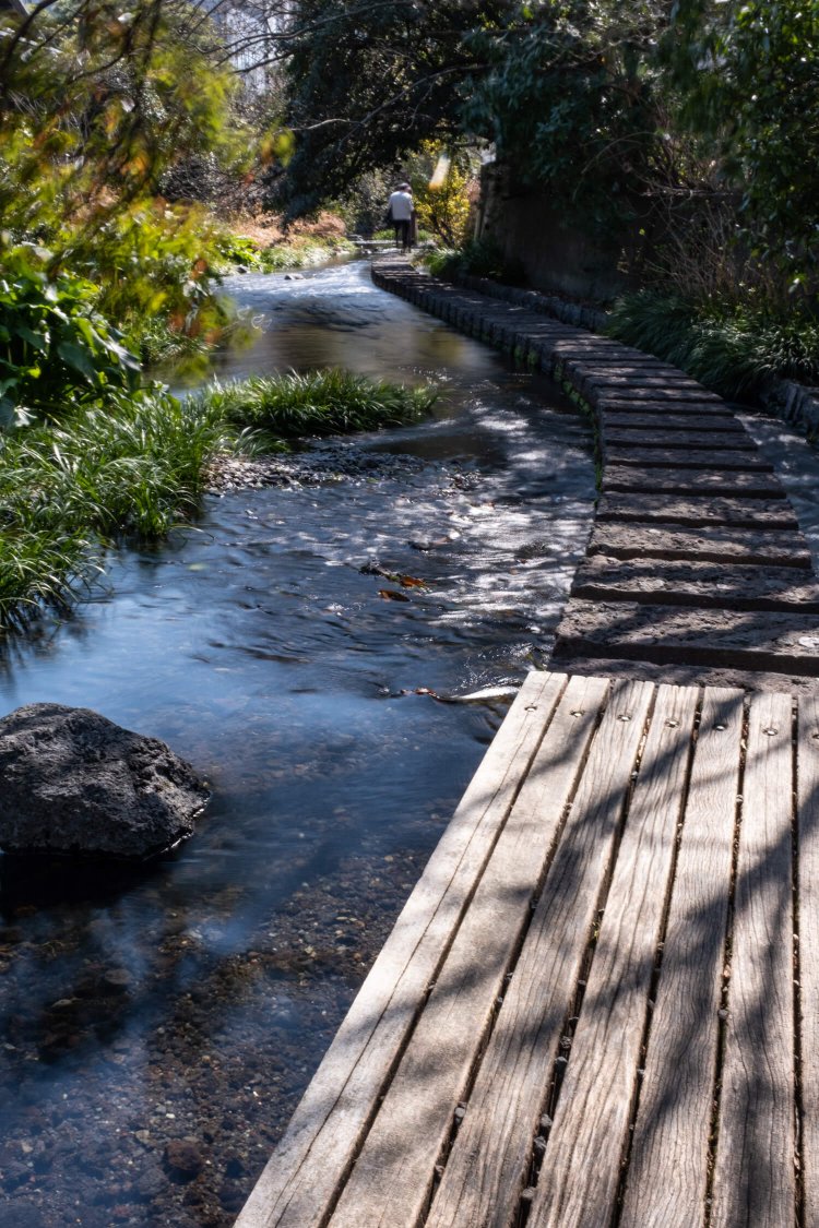 三島市源兵衛川