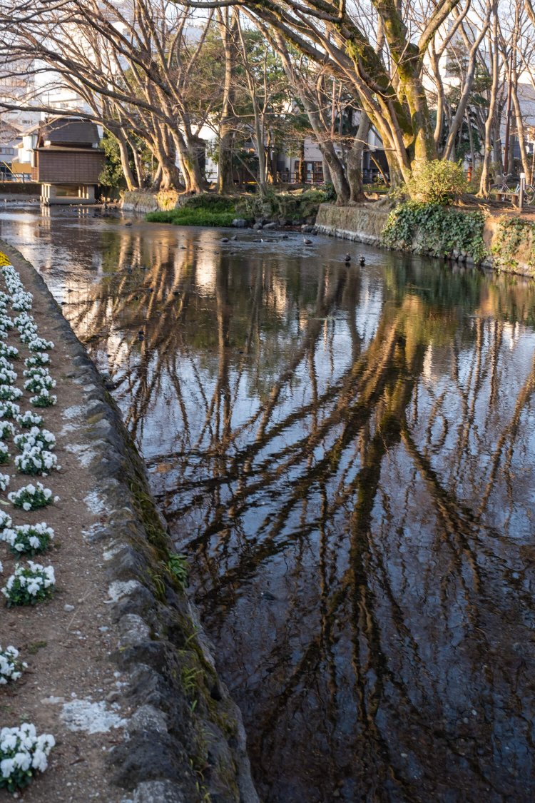 溶岩が露出した白滝公園の脇を桜川がゆるやかに流れ下る。