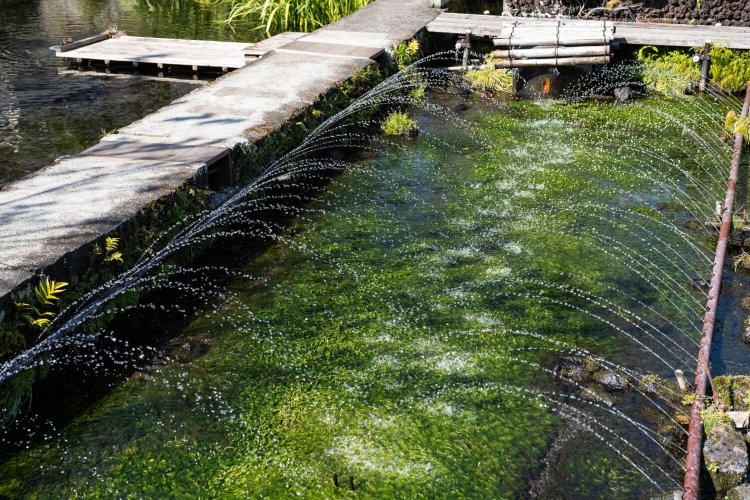 三島梅花藻の里では、地元NPO法人の地道な保護活動により開花したミシマバイカモを通年見られる。