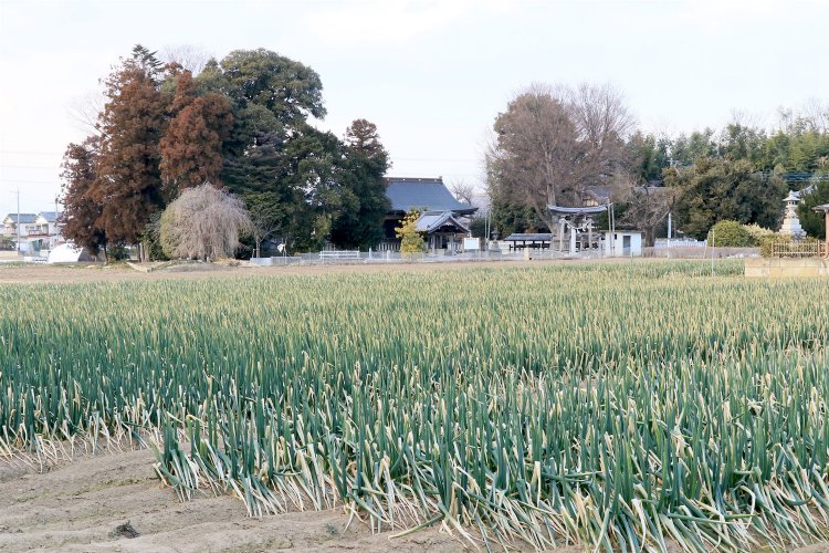 諏訪神社を遠望。