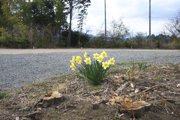 切り立ての垣根の切り株とスイセンの花。後は解体除染作業済みの屋敷跡か。
