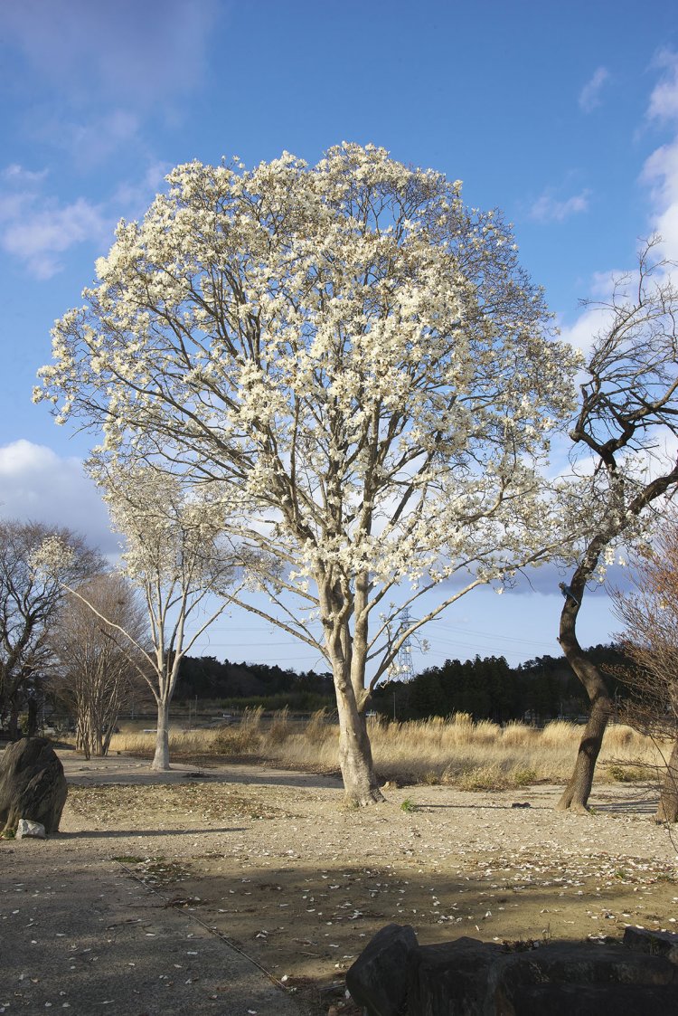 突然、輝くばかりに咲き誇るモクレンが現れた。夢のような景色だった。
