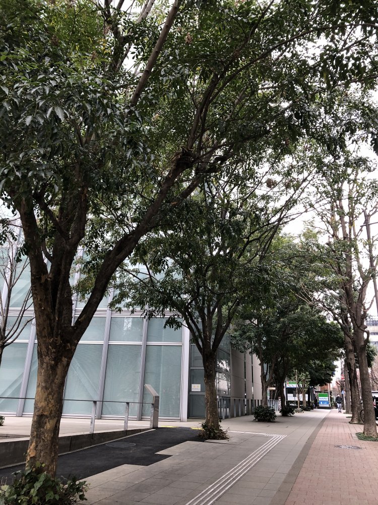 明治大学からアテネフランセ方面へと続く、とちの木通り。