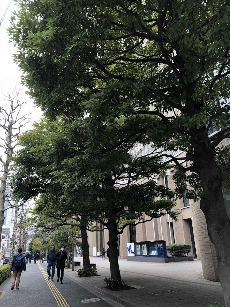 今や高層ビルとなった明治大学。