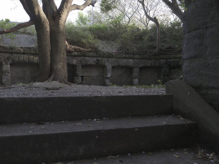 階段を上がると砲座。胸墻に太い幹がしっかりと根を張り、自然の逞しさに目を見張る。