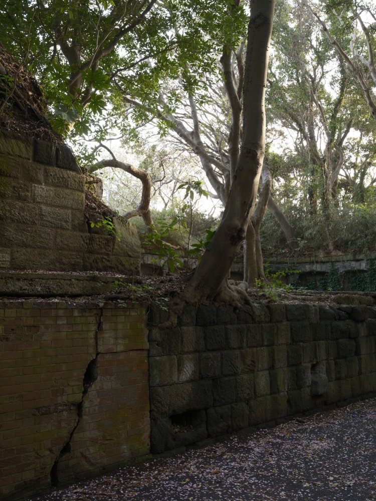 横墻部分の石垣は崩れかけ、なぜそこからという隙間から斜めに木が育っている。