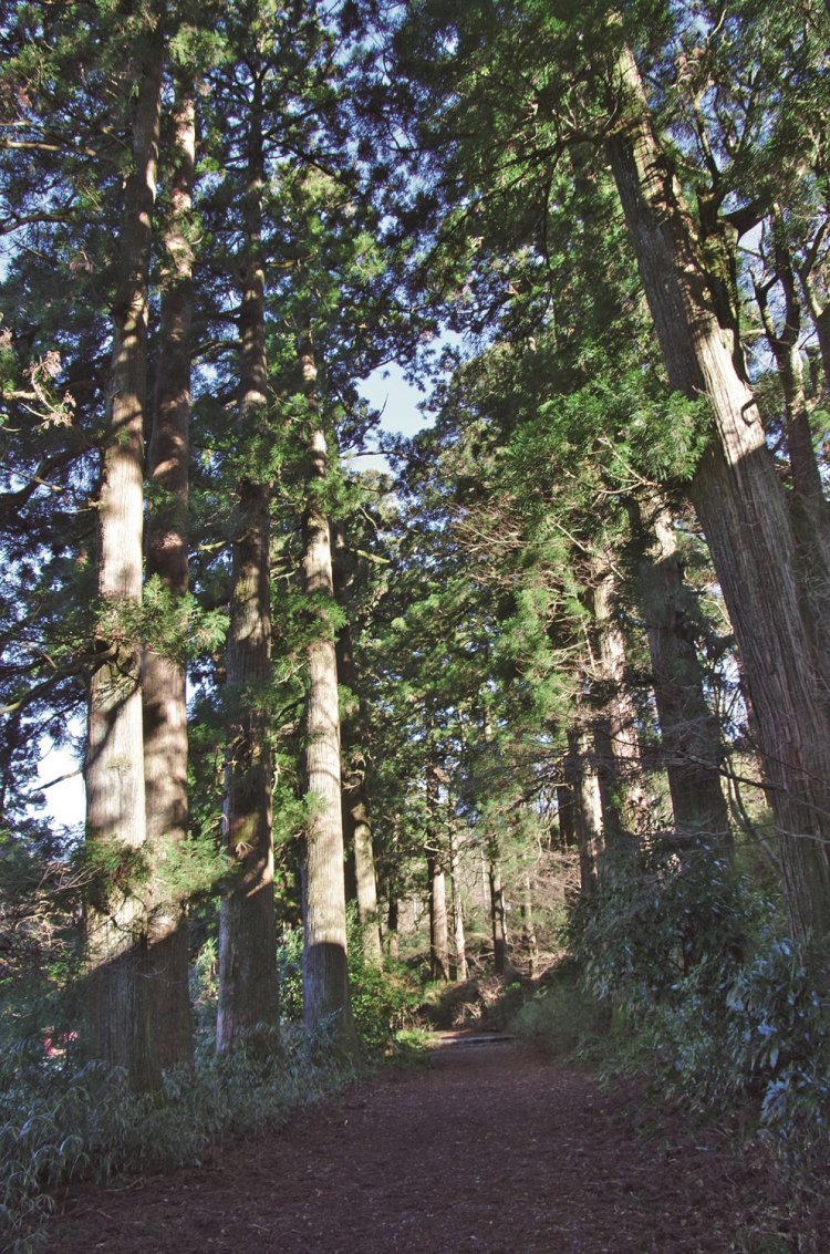 箱根旧街道沿いの杉並木。元和4年（1618）に箱根宿を設置した際に植林された。400本を越える大杉が500mにわたって並ぶ。