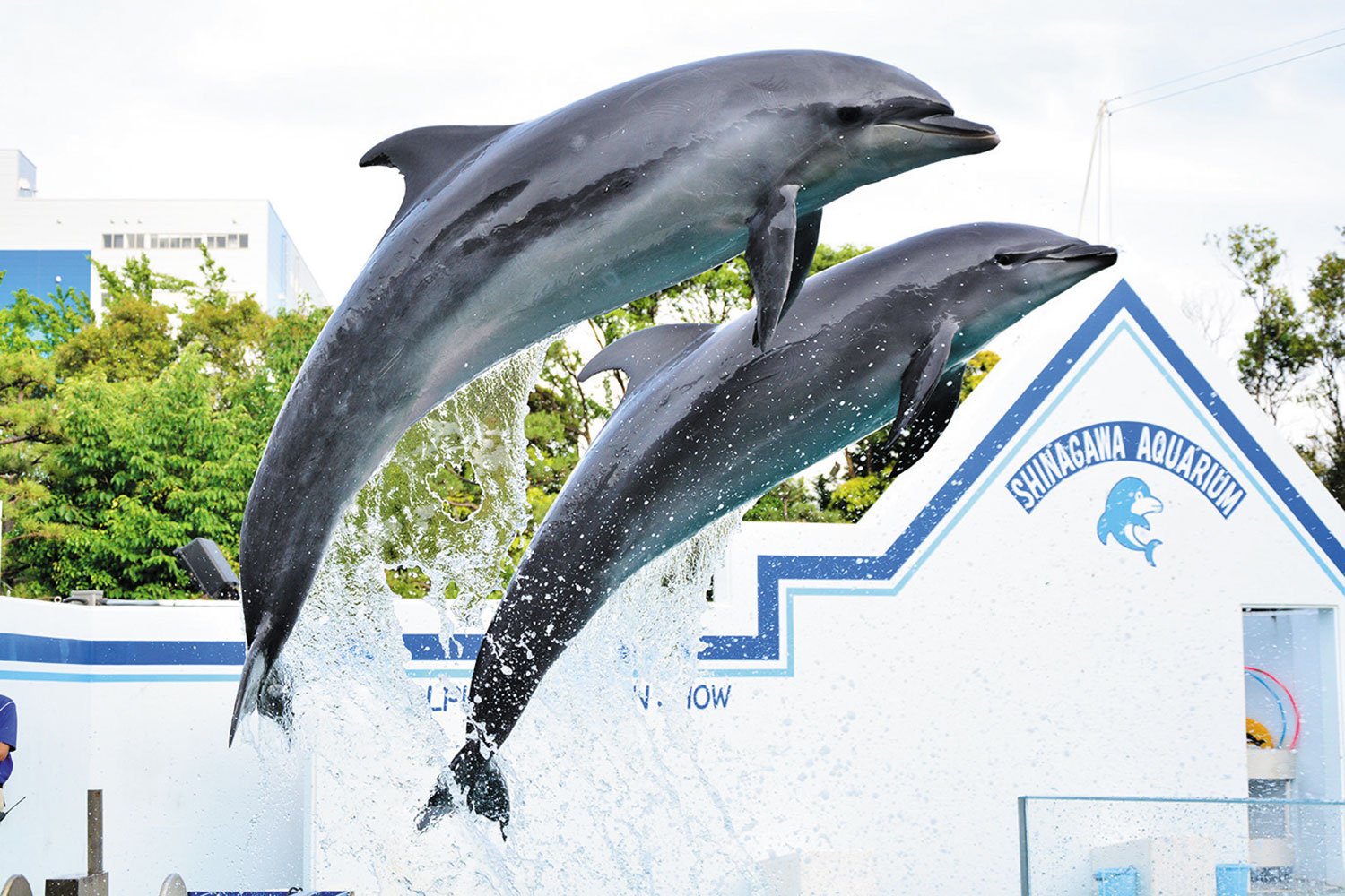 しながわ水族館 蒲田 大森 博物館 美術館 さんたつ By 散歩の達人