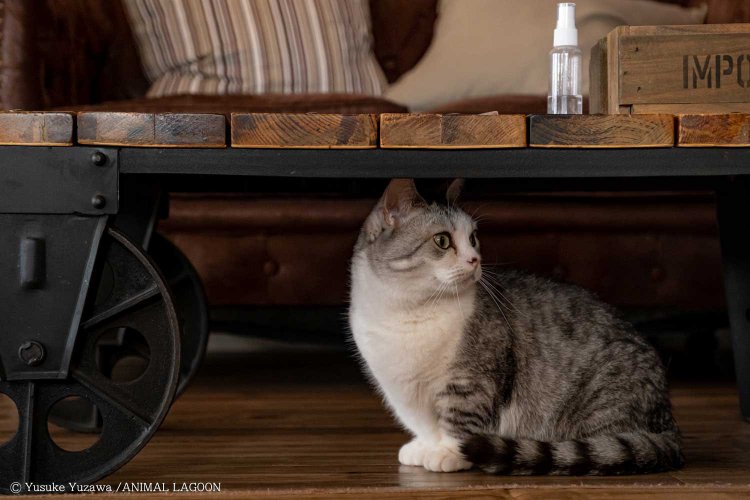 短いあしが最高にかわいいですね。