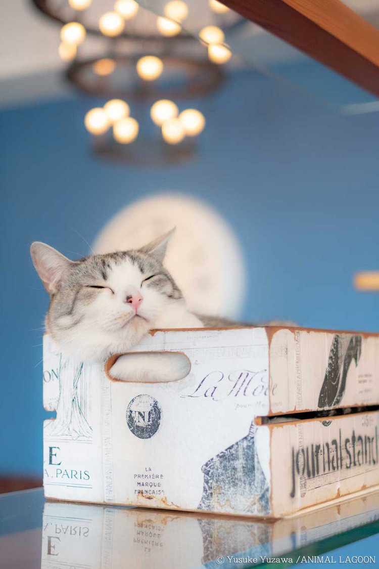 ネコカフェMONTA