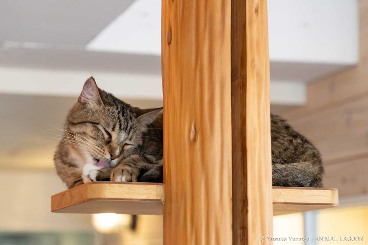 ネコカフェMONTA