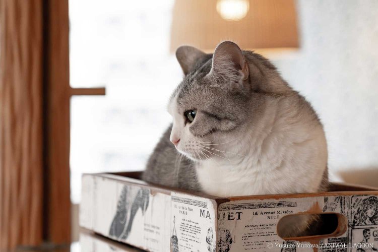 この箱に入って寝ている姿をよく目撃します。