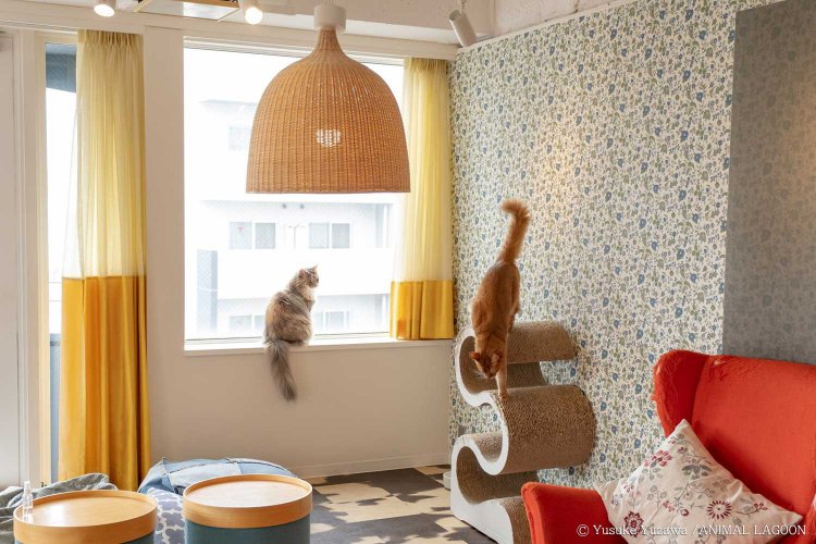 猫と一緒に浅草の街をじっくり眺めることもできます。