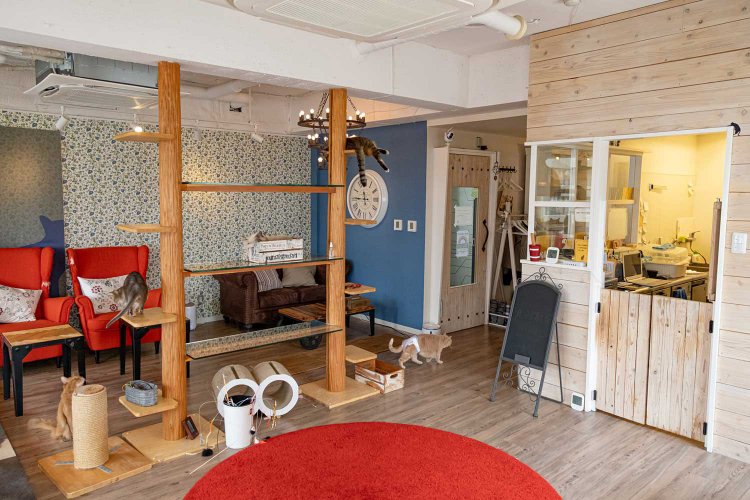 ネコカフェMONTA