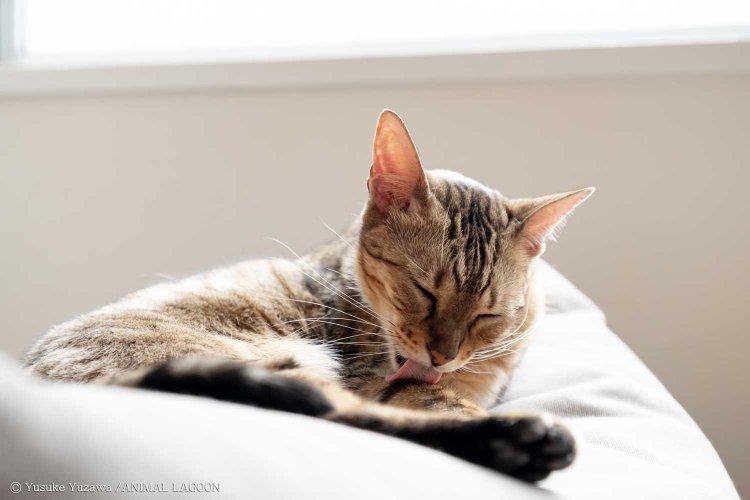 ネコカフェMONTA