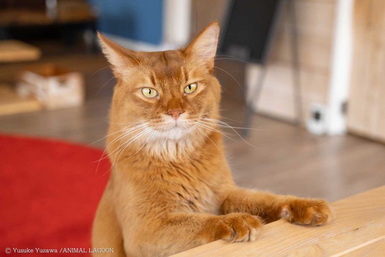 ネコカフェMONTA