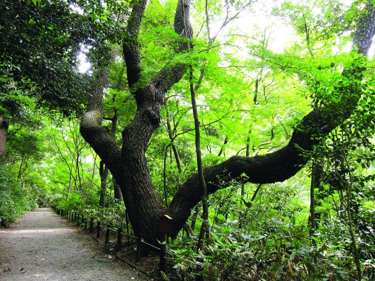 9-2_自然教育園_物語の松