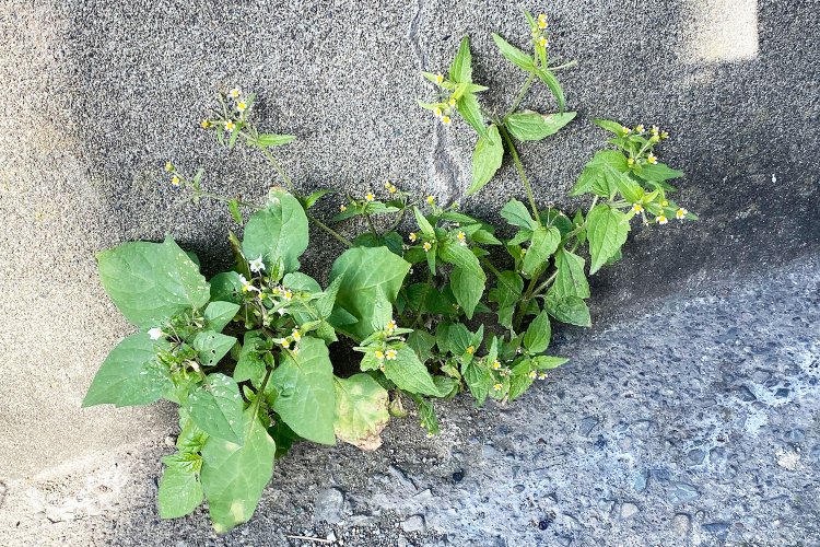 等間隔につく花びらがかわいいハキダメギク。世田谷区の掃き溜め（＝ゴミ捨て場）で発見したことからこの名前になったとか。