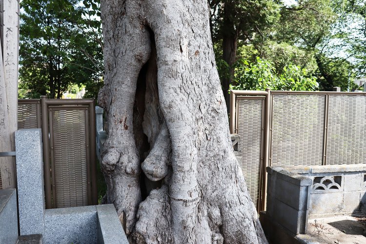 スパイが秘密文書の交換場所として使っていたという、ムクノキの巨木の洞。覗き込んでみたところ、秘密文書の代わりに空き缶が入っていた。