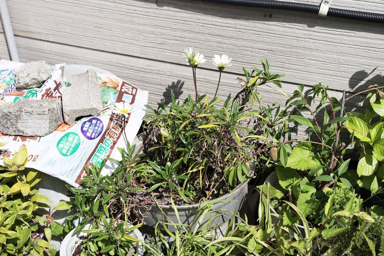 鍋が鉢に変身した「転職鉢」発見。