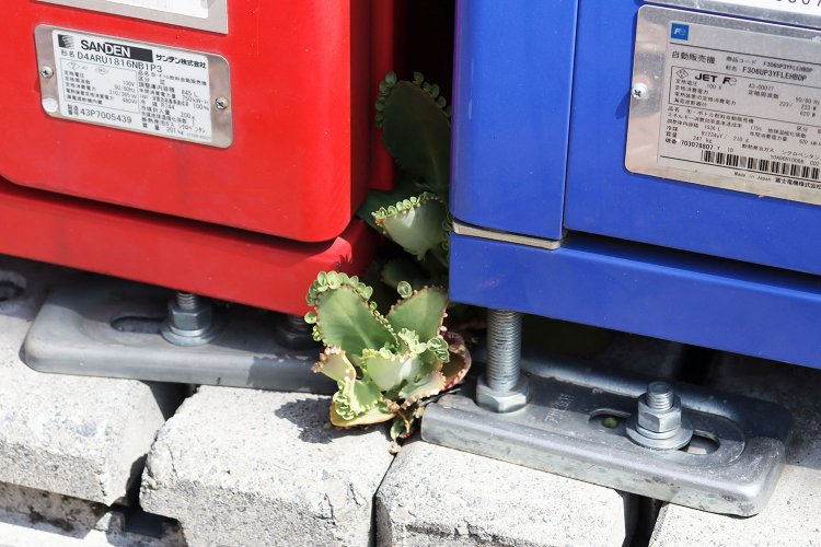 自動販売機の間に多肉の子宝草。お隣のお店の鉢植えから逃げ出したものだとか。