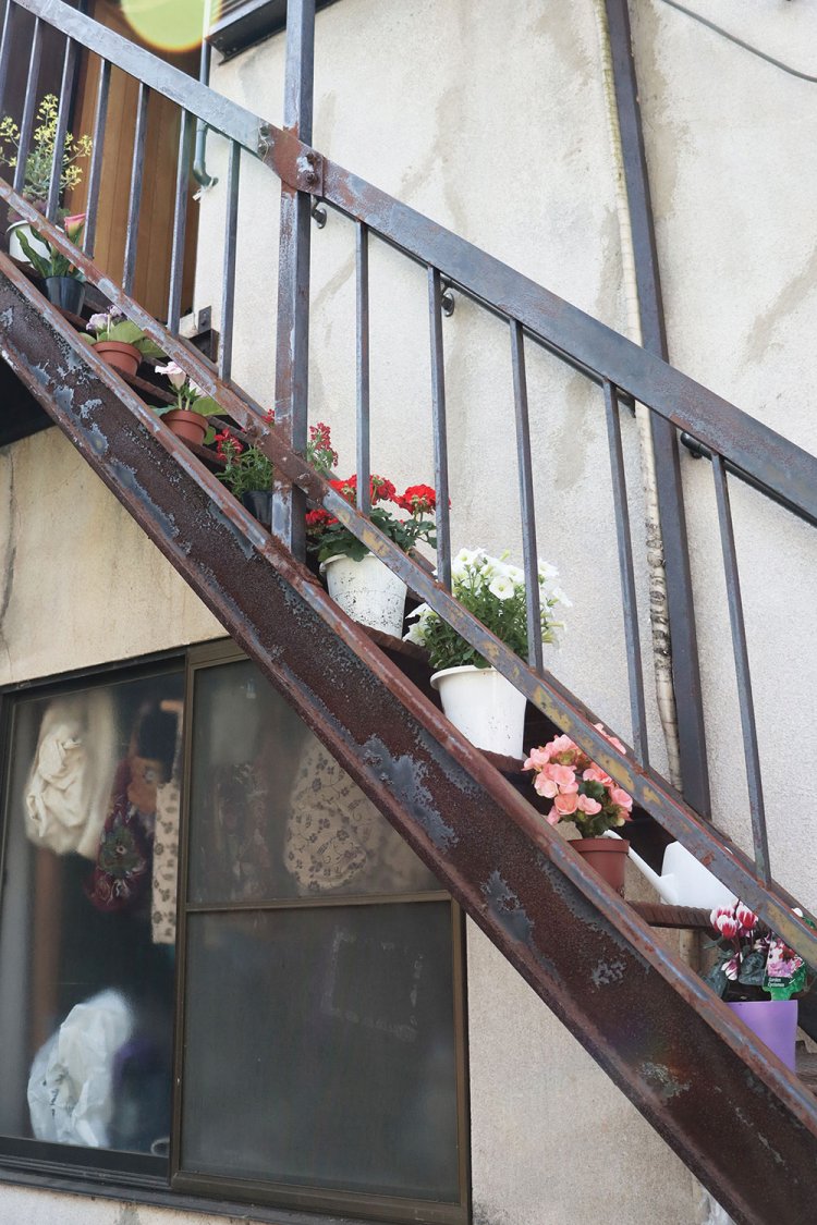 屋根のある階段には直射日光に弱い植物が並んでいる。