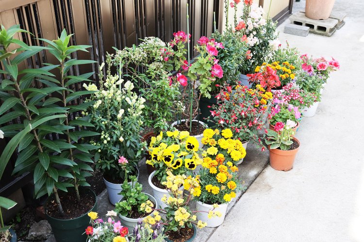 塀の脇には、手入れ中の花が並ぶ。