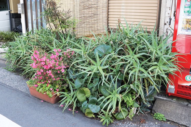 谷中のアロエスポット。