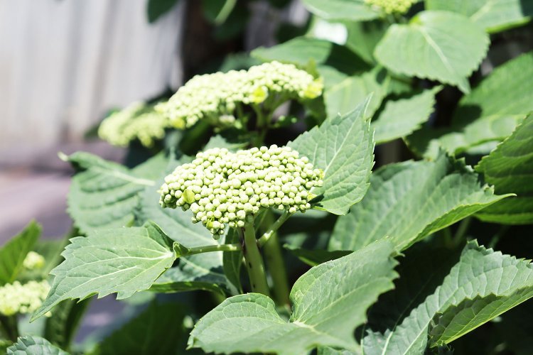 ブロッコリーのような紫陽花の蕾。