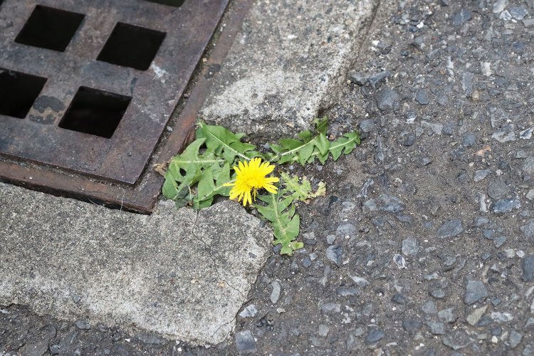 スキマでタンポポが開花！