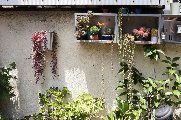 郵便ポスト園芸。