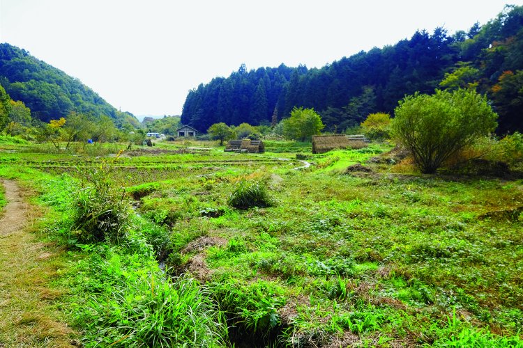 中央湿地の奥のほうから見た風景。左側に溜池がある。ちなみに横沢入の里山保全地域の面積は約48.6ha。