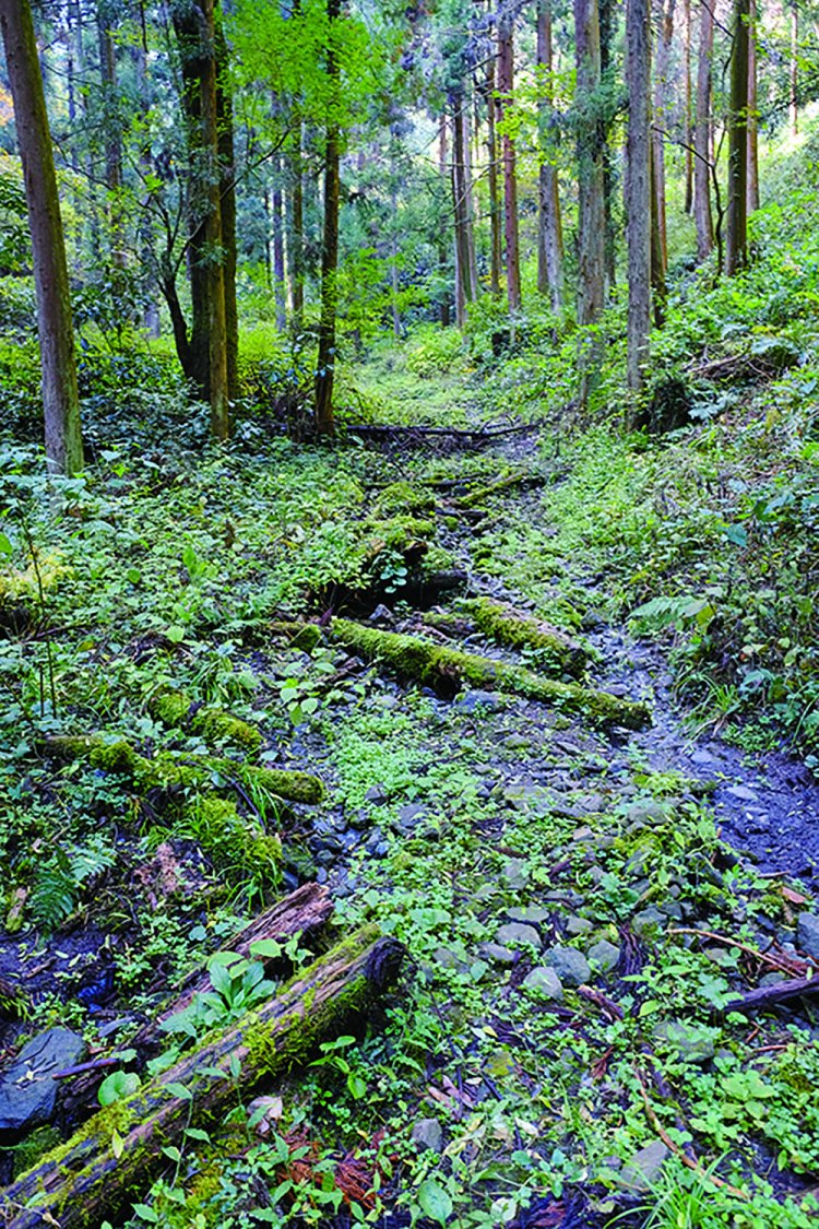 富田ノ入の先の道は沢状のところもあり、湿っている。