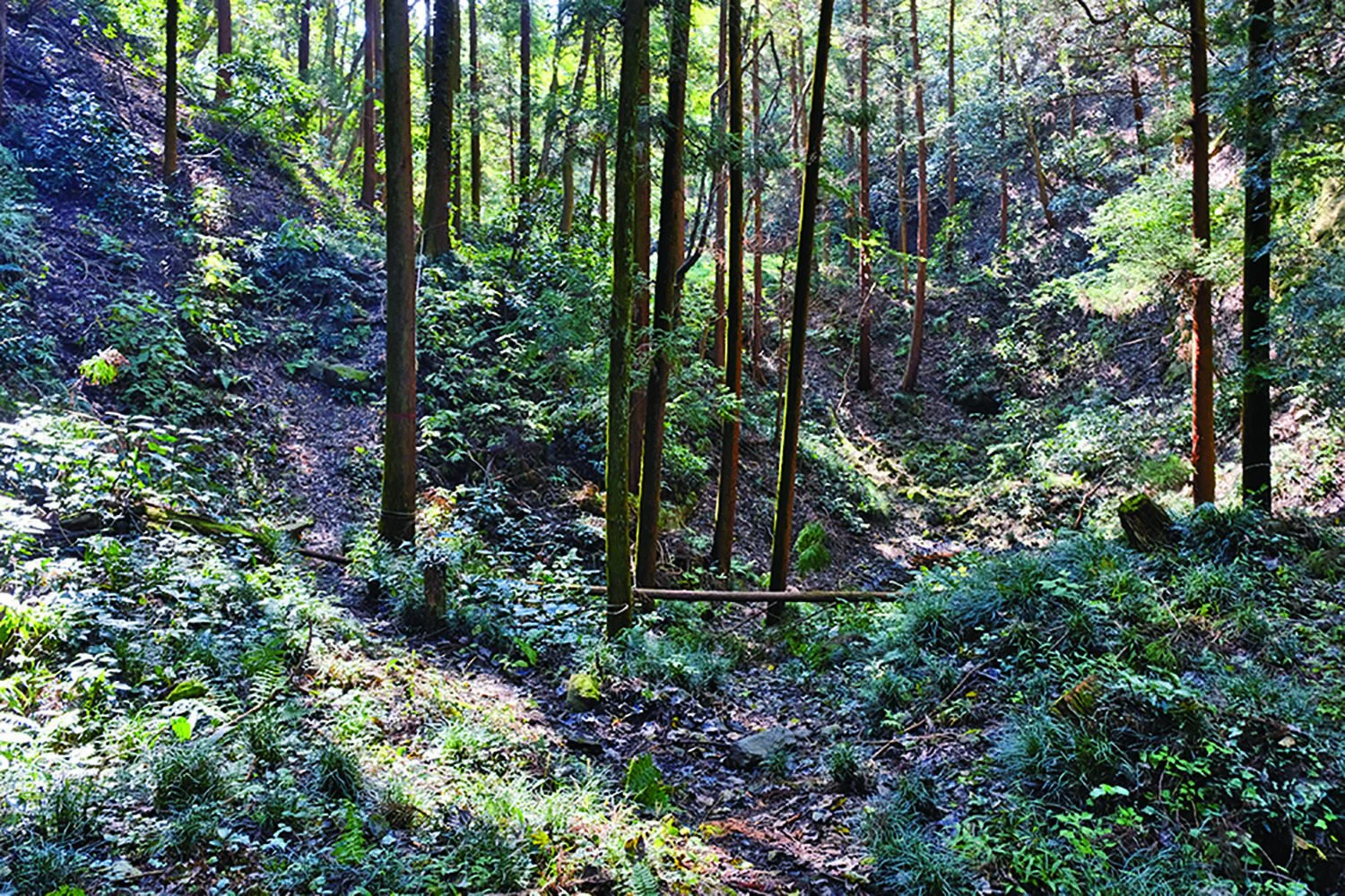 古きよき里山を求め、横沢入と天竺山へ。東京都・あきる野市【東京発 