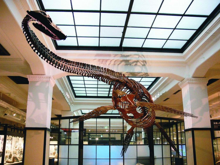 写真提供＝国立科学博物館。