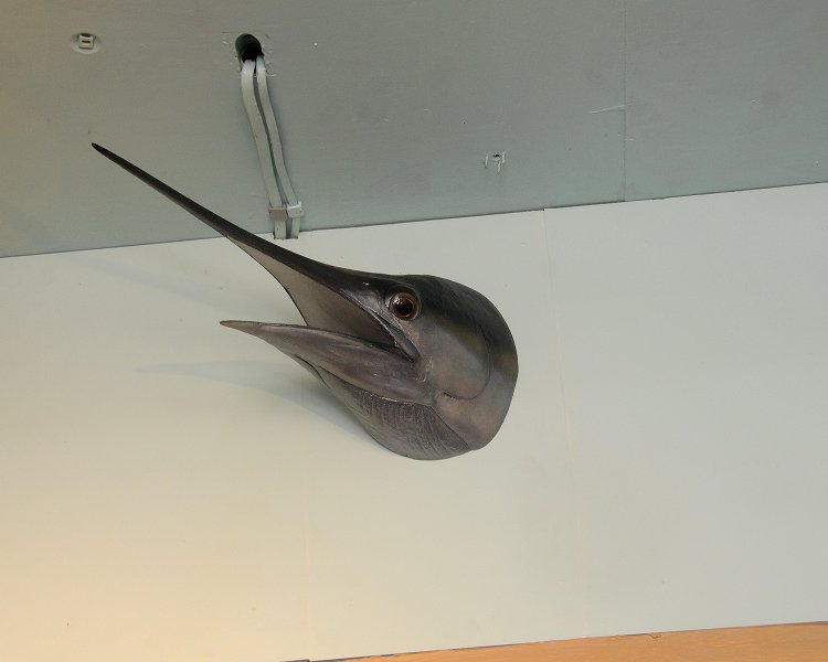 天井を見ると、インパクト抜群なカジキマグロのアタマのオブジェが。佐千代さん曰く、「本物ですよ！」とのこと。