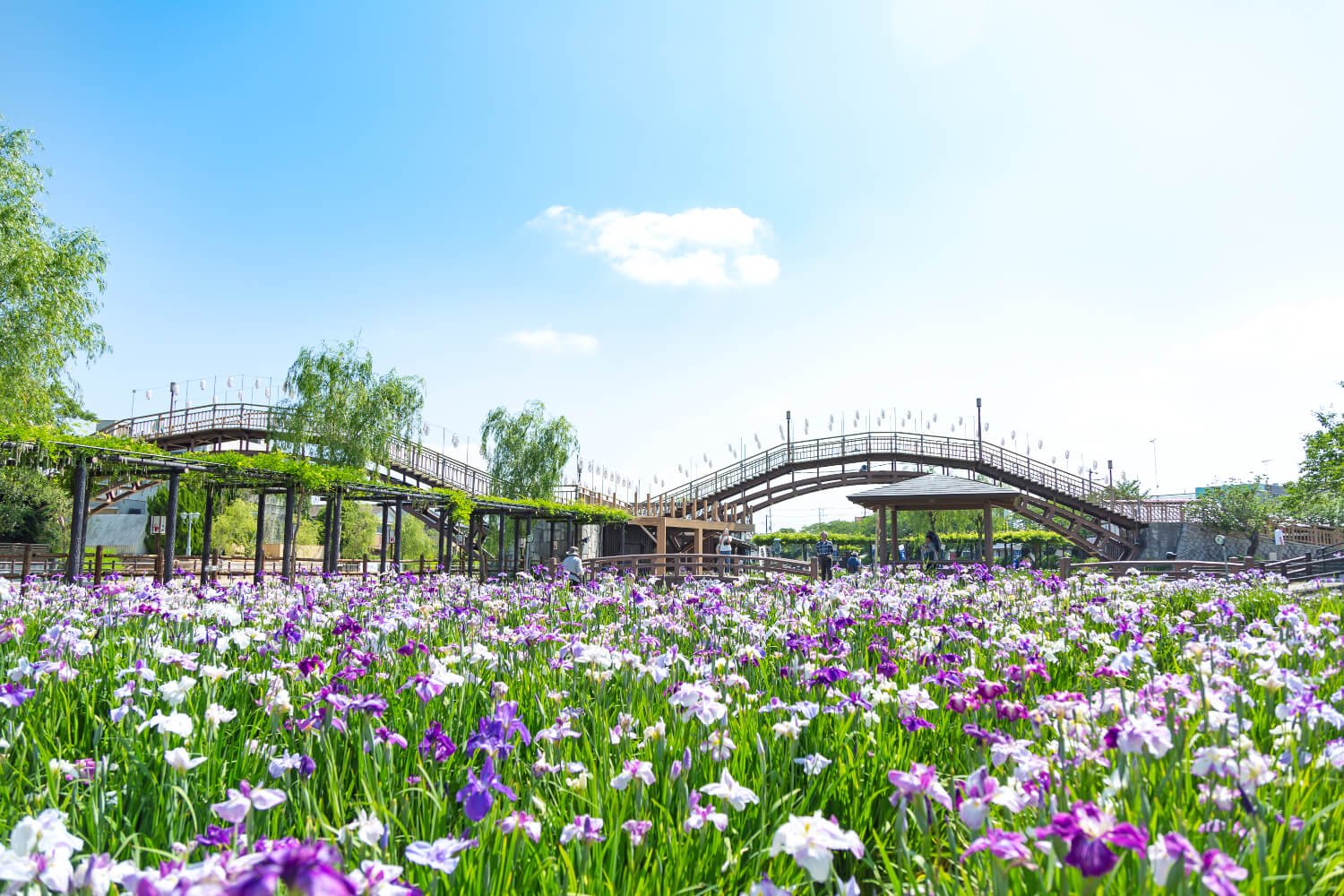 前川に面して広がる水郷潮来あやめ園(写真提供:潮来市)。