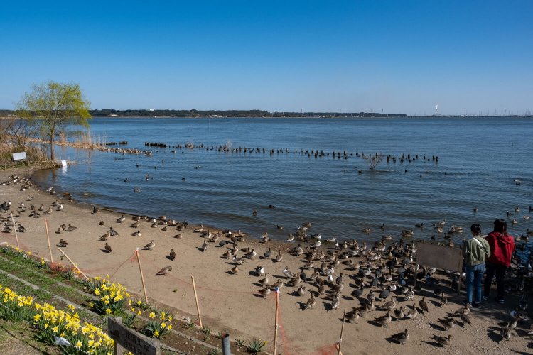 北浦越しに鹿嶋市の工場群が浮かぶ光景もなかなかシュールだ。