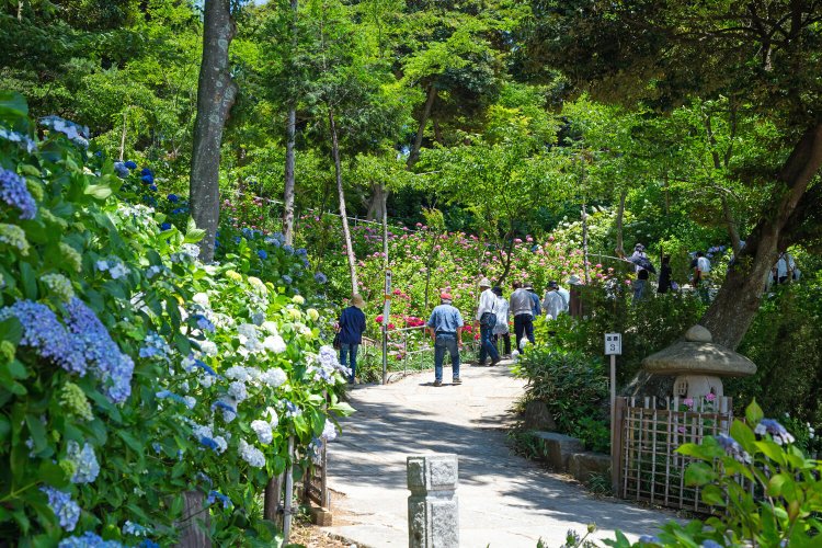 境内では一方通行で観賞を（写真提供：潮来市）。