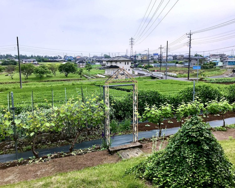 茶畑の管理まではさすがに手が回らず、お茶屋に任せているという。飯能市は、入間市や所沢市、狭山市と並ぶ狭山茶の産地だ。