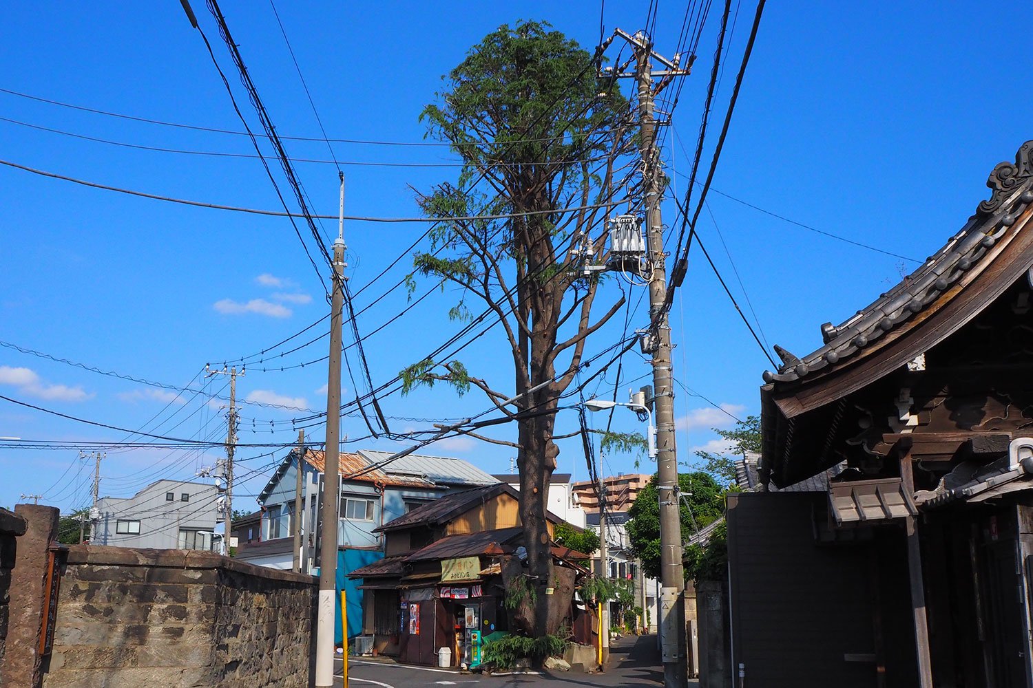 谷根千 ヒマラヤスギ