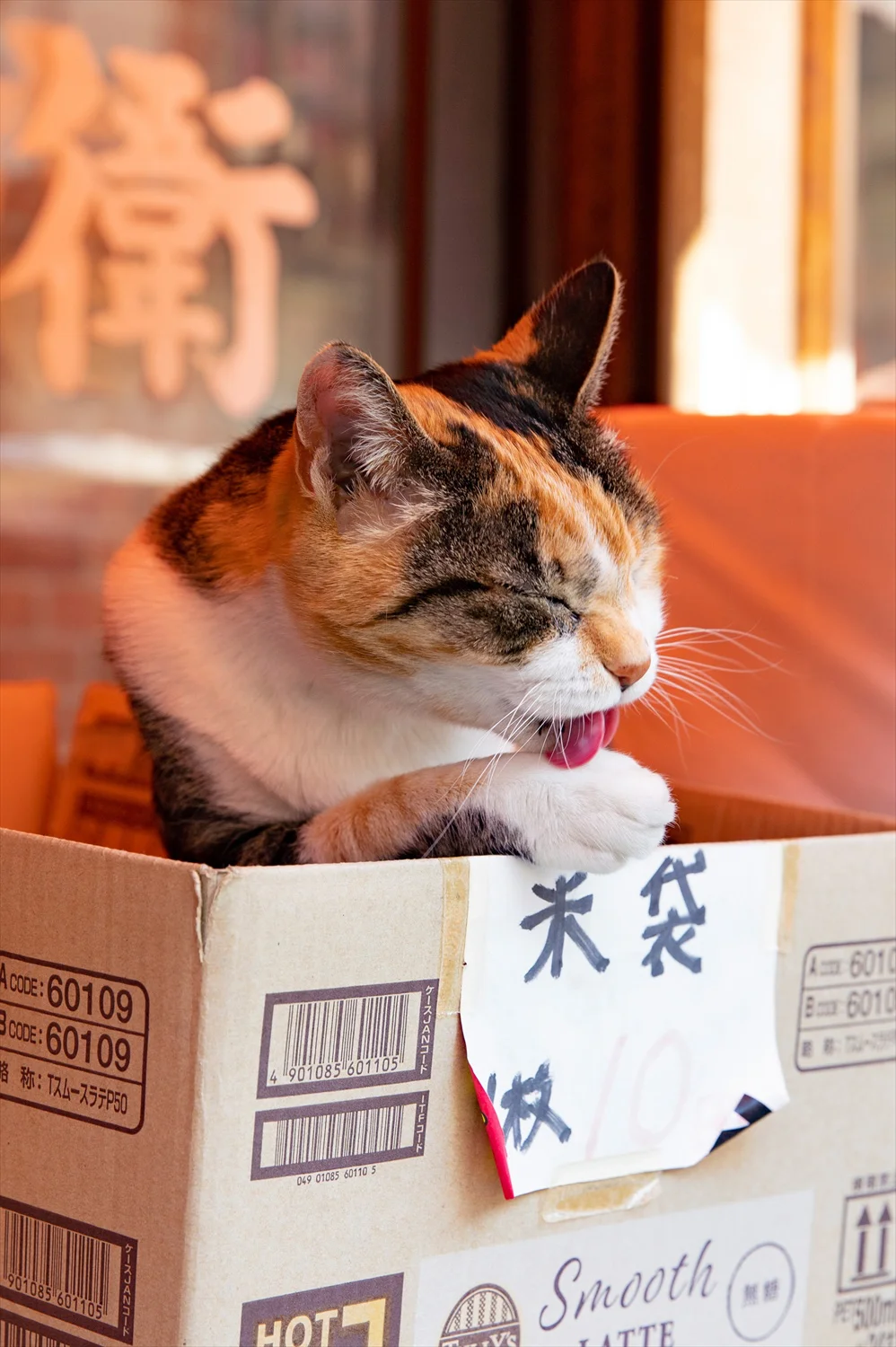 赤羽は猫の街 富田長兵衛商店 の看板猫 あやめちゃんに会ってきた さんたつ By 散歩の達人