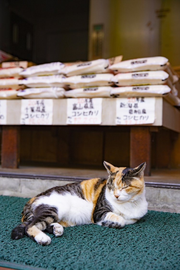 店頭でまったりくつろぐこともあるが、今日は特にサービス旺盛。