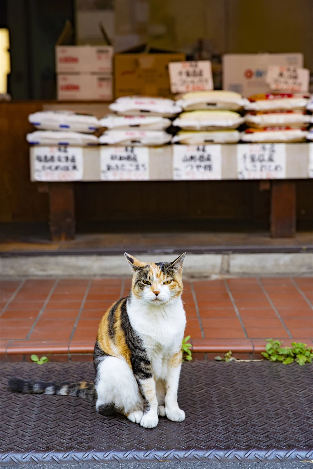 赤羽は猫の街 富田長兵衛商店 の看板猫 あやめちゃんに会ってきた さんたつ By 散歩の達人