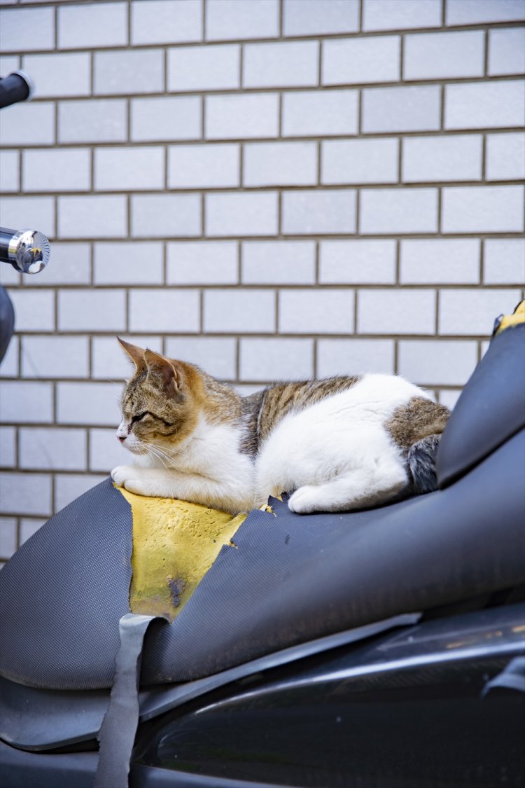 路地のバイク上にジャストフィット。