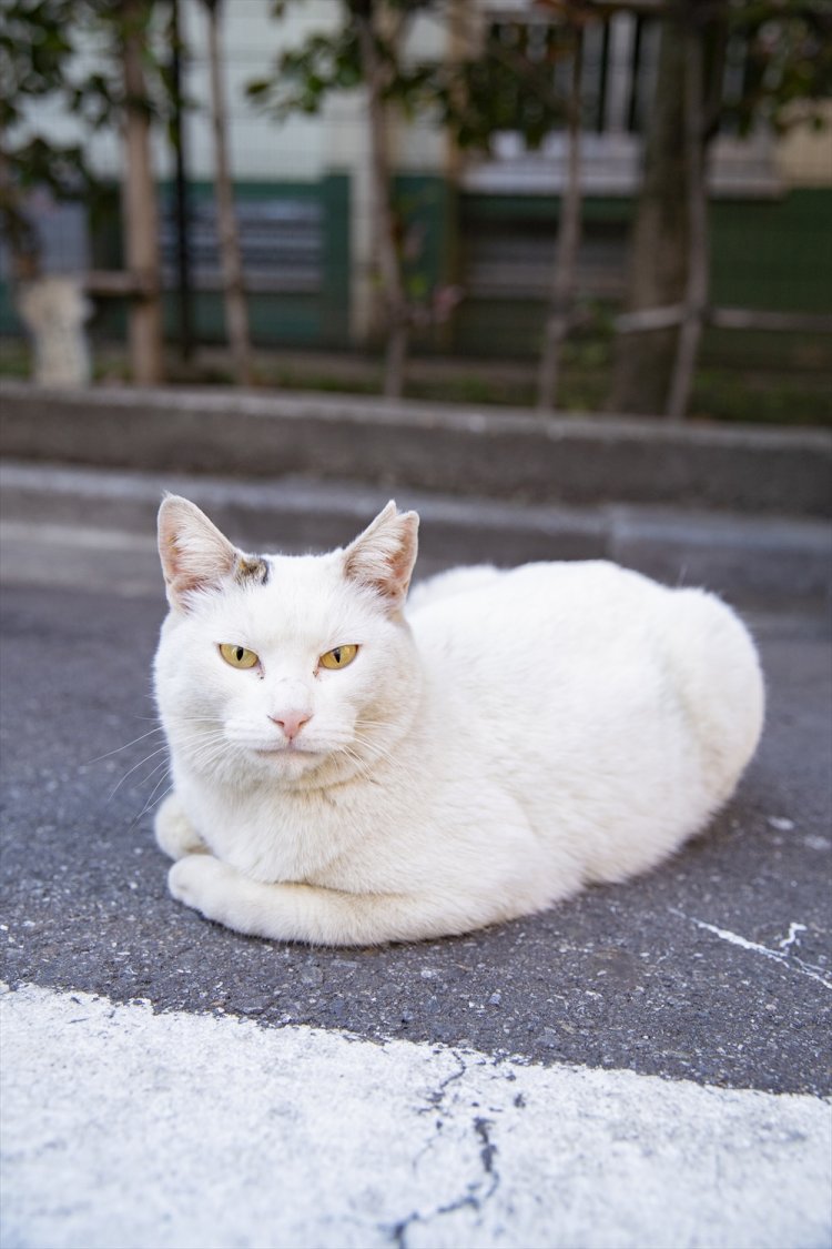 「写真？　うまく撮るなら、いいよ」