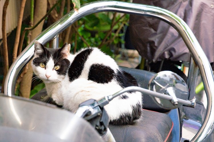 「ウシ柄だから、モーちゃんだよ」