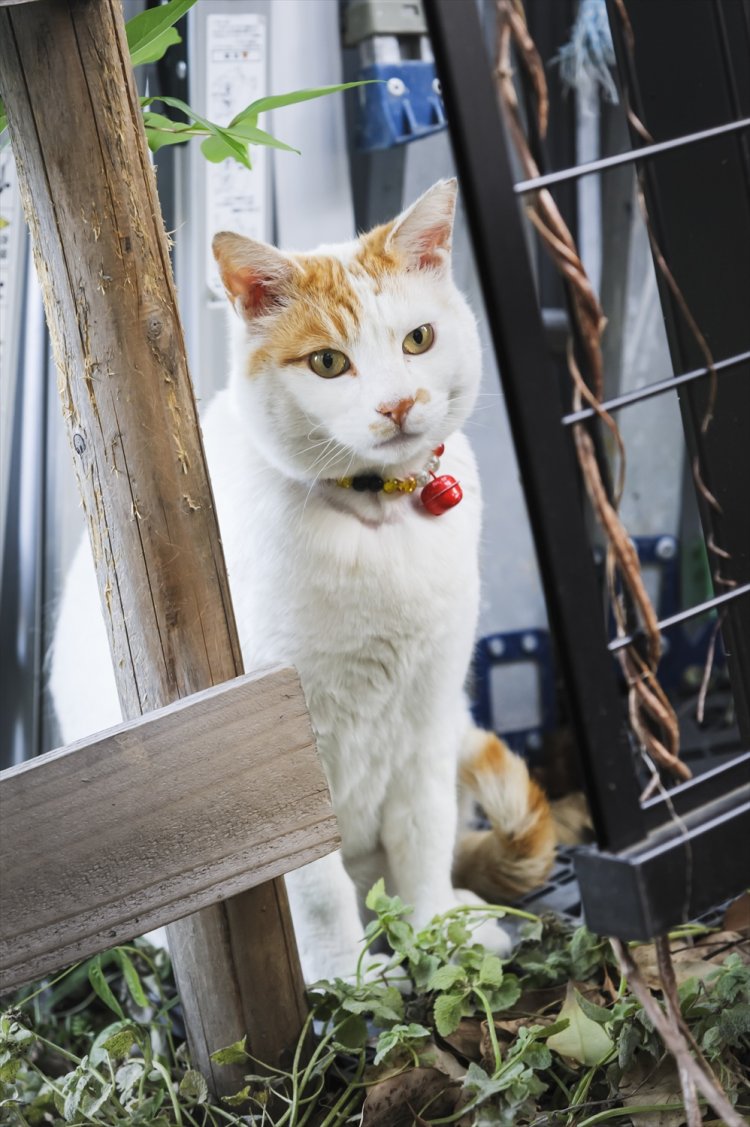 繁忙時間は店内には入らず、近くからそっと様子を見ている。